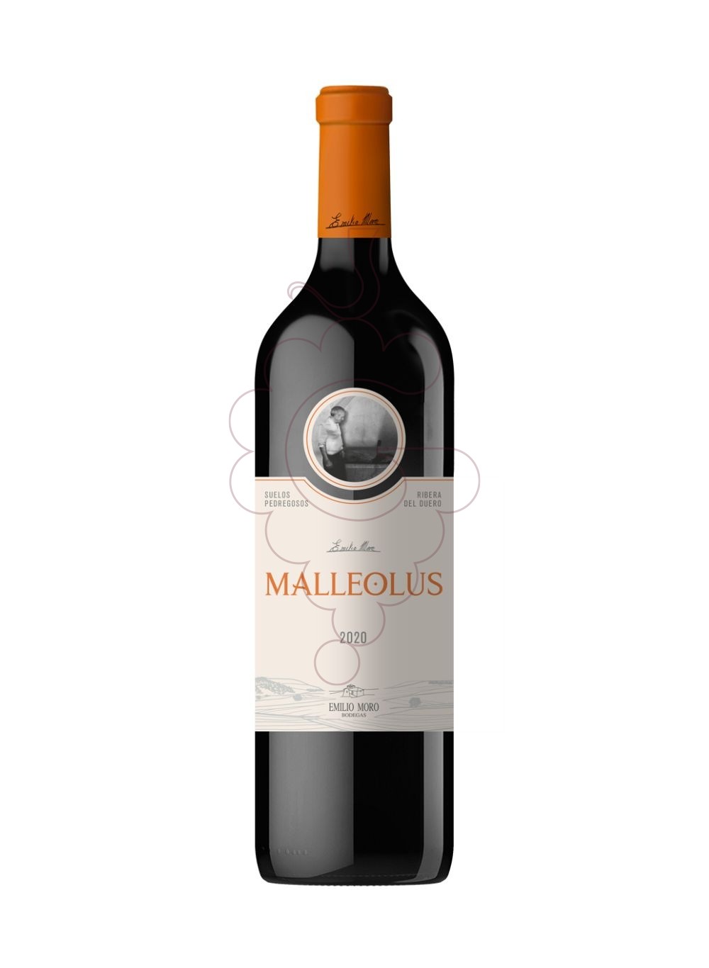 Photo Malleolus  vin rouge