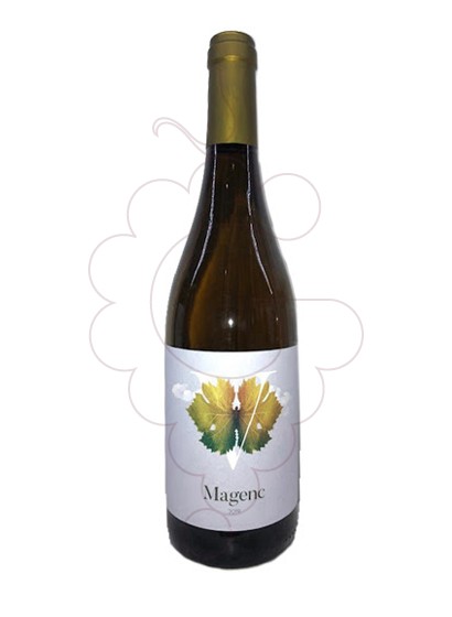 Photo Magenc vin blanc